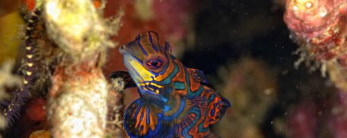 6 Colorful Saltwater Fish That Will Brighten Up Your Tank
