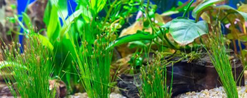 Clearing Up 7 Common Aquarium Myths: Fish Tales or Facts?